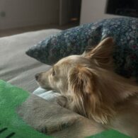 Catherine Bell's pet Charlie