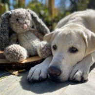 Lisa Marie Summerscales' pet Neptune