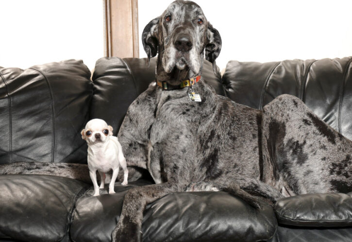 3 Inches vs 3 Feet: World’s Smallest and Tallest Dog Have a Doggy Play Date (Video)