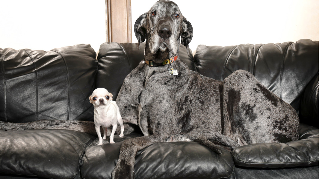 Guinness world records tallest dog and shortest dog meet