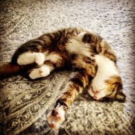 Hannah Emily Anderson's pet Tabby