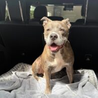 Alix Earle's pet Foster Dog Mom