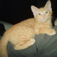 Kelli Berglund's pet Tommy