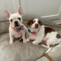 Lizze Gordon's pet Mr. Bubz and Uno