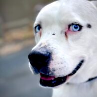 Michael Easton's pet Bodhi