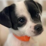 Mireille Enos' pet Foster Dogs