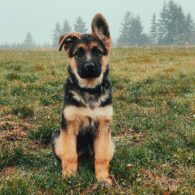 Nicole Gale Anderson's pet Coco