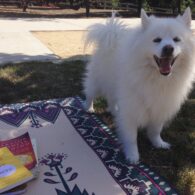 Nicole Gale Anderson's pet Fen