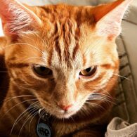 Ricardo S. Chavira's pet Sonny