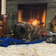 Ricardo S. Chavira's pet The Dude