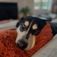 Theo Rossi's pet Juno
