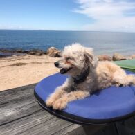 Wendy Makkena's pet Lola