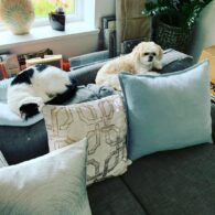William Baldwin's pet Cat