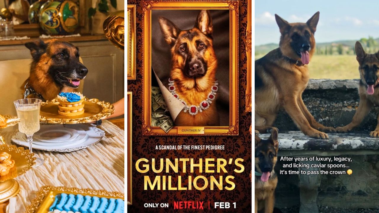 World’s Richest Dog Announces Retirement and Puppy Gunther VII