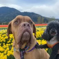 Allison Miller's pet Claude