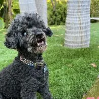 Allison Miller's pet Senior Dog