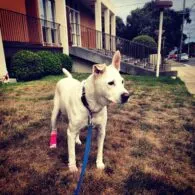 Allison Scagliotti's pet Molly