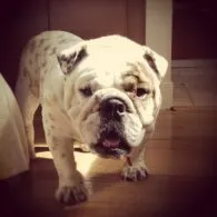 Andy Bean's pet Belle