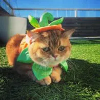 Antonia Thomas' pet Cat