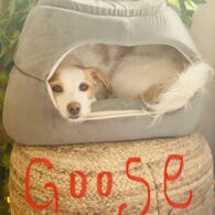 Kathleen Robertson's pet Goose