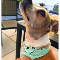 Carmine Giovinazzo's pet Enzino