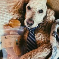 David James Elliott's pet Bartleby