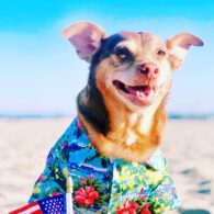 David James Elliott's pet Duke