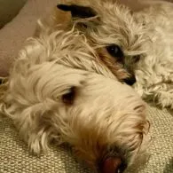 Eddie McClintock's pet Brody