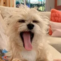 Eddie McClintock's pet Freddie