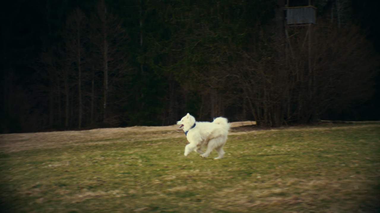 Felix Samoyed Asics brand ambassador
