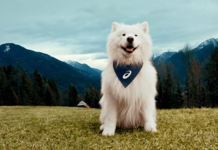 Felix the Samoyed Becomes First Canine Sneaker Brand Ambassador