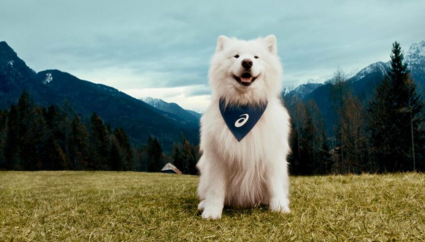 Felix the Samoyed Becomes First Canine Sneaker Brand Ambassador