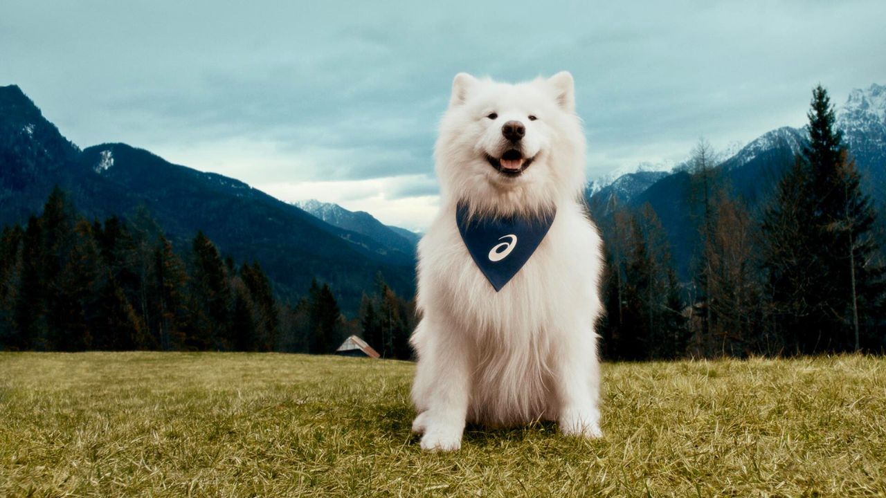 Felix the Samoyed Becomes First Canine Sneaker Brand Ambassador with Asics
