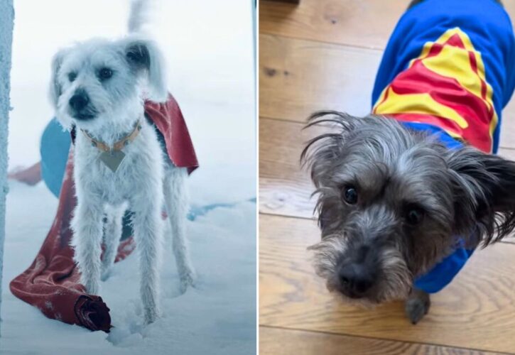 James Gunn Reveals His Dog Was the Model for Superman’s Dog Krypto