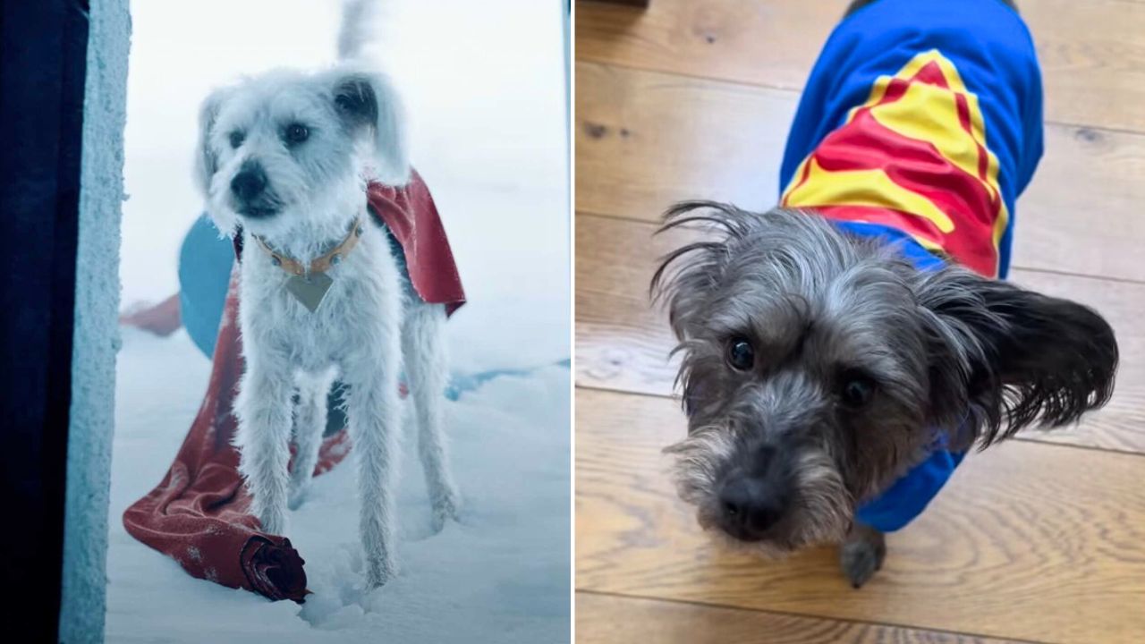 James Gunn Reveals His Dog Was the Model for Superman's Dog Krypto