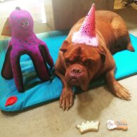 James Roday Rodriguez's pet Franc