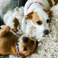 Kathleen Robertson's pet Matilda