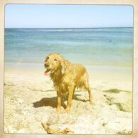 Kathleen Robertson's pet Sofia