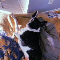 Keir Gilchrist's pet Dog