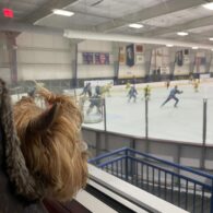 Kristy Swanson's pet Penny