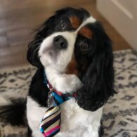 Meredith Eaton's pet Cavalier King Charles Spaniel