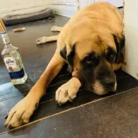 Paul Adelstein's pet Stella