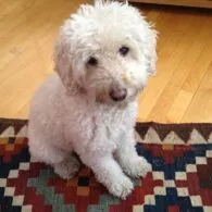 Saul Rubinek's pet Bella