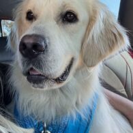 Shannon Beador's pet Golden Retriever