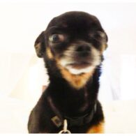Sharon Case's pet Marco