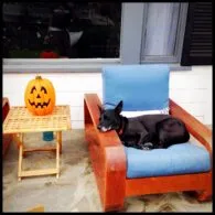 Timothy Omundson's pet Lucy