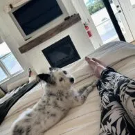 Virginia Madsen's pet Angel