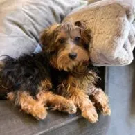 Ben Savage's pet Eva