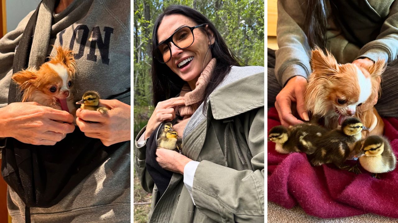 Demi Moore Rescued And Adopted Three Orphaned Ducklings That She Found