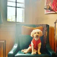 Kristin Booth's pet Gryff